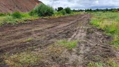 In diesen Gleisen lebten Waldeidechsen und vermutlich auch Zauneidechsen.